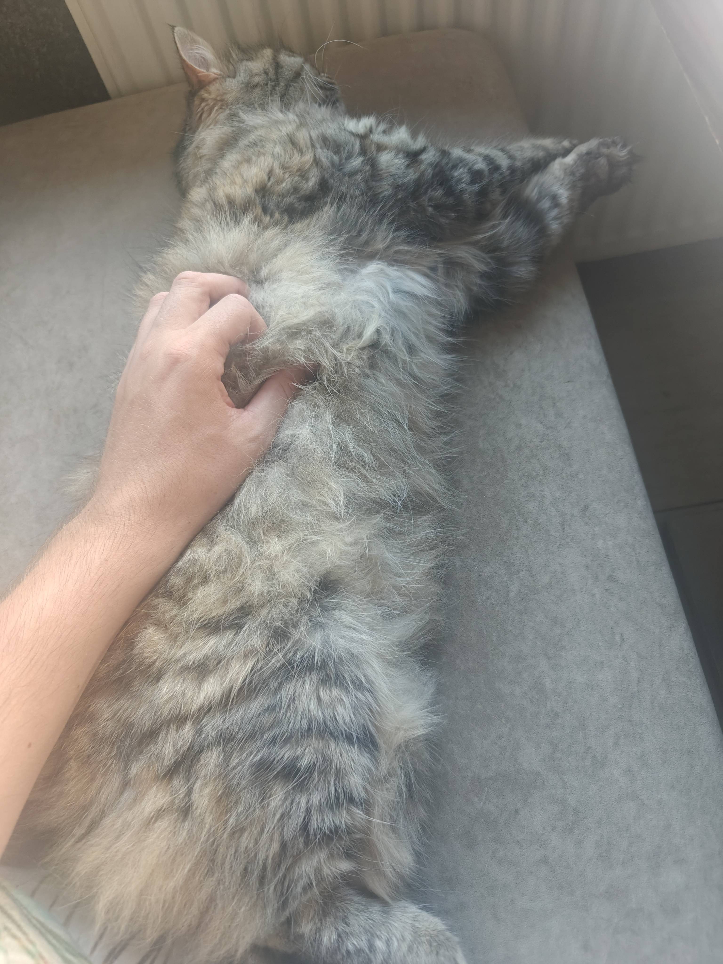 One more hostel cat :)