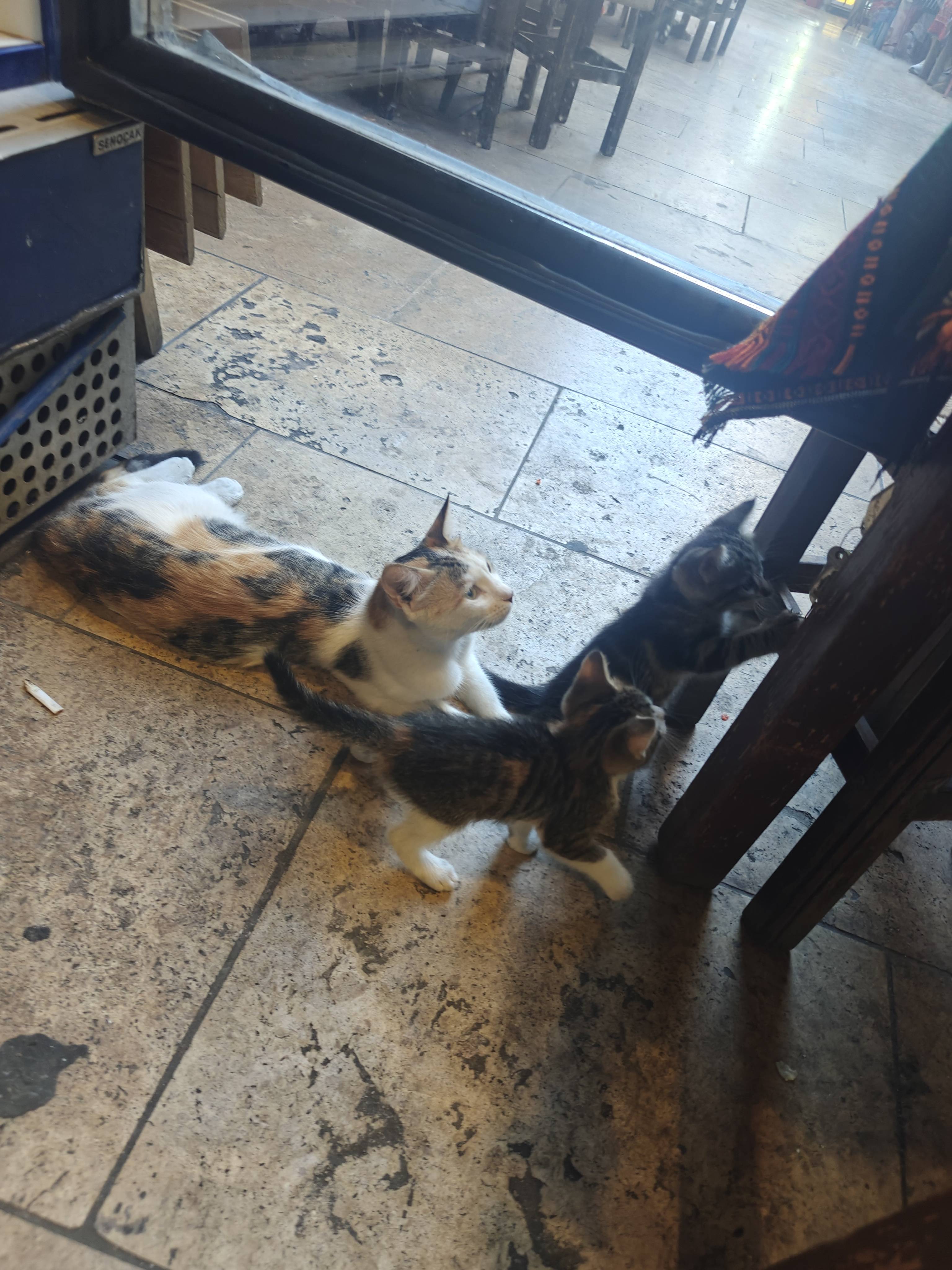 And there was cats everywhere